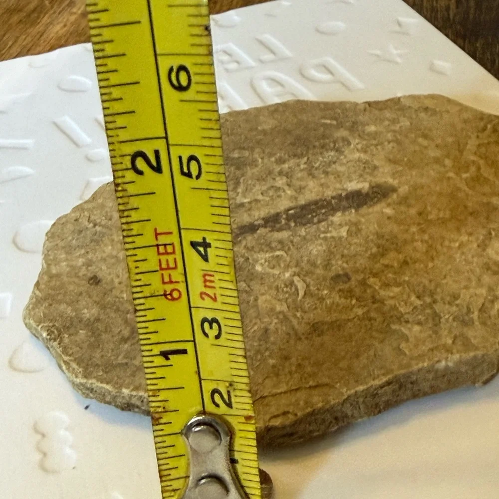 Small Fossilized Fish Found this Rock in North Dakota Cool Little Fossil